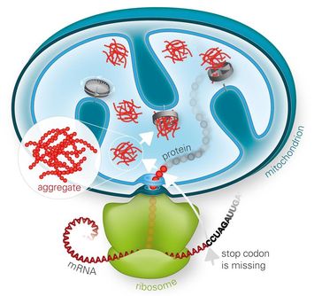 Versagt die Ribosomen-assoziierte Proteinqualitätskontrolle, können sich fehlgefaltete Proteine in den Mitochondrien zu toxischen Aggregaten anreichern und diese schädigen. Bild: Monika Krause © Max-Planck-Institut für Biochemie (idw)