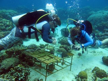 Arbeit an Siedlungsplatten für Korallenlarven, Spermonde, Indonesien
Quelle: Foto: Pia Kegler, ZMT (idw)