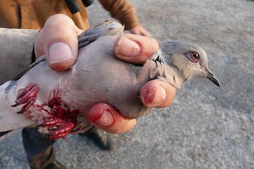 Angeschossene Turteltaube auf Malta. Bild: Birdlife Malta