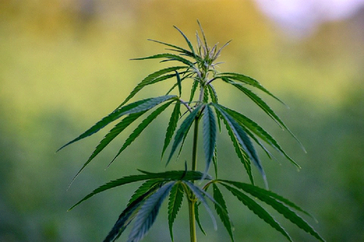 Cannabis (Symbolbild)