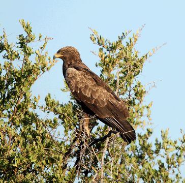 Schreiadler auf Baum