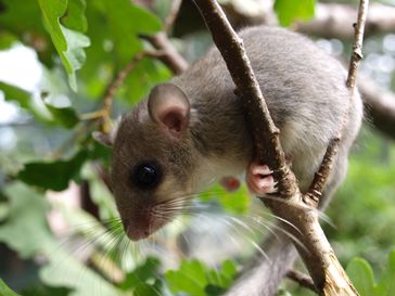 Siebenschläfer (Glis glis) im Baum
Quelle: Foto: © Claudia Bieber/Vetmeduni Vienna (idw)