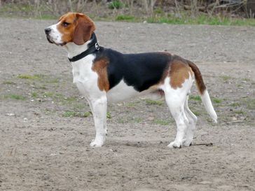 Der Beagle ist eine von der FCI anerkannte britische Hunderasse.