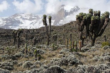 Die Vielfalt an Pflanzen und Tieren nimmt mit sinkender Temperatur ab. Das Foto entstand am Kilimandscharo auf einer Höhe von etwa 3.800 Metern. Quelle: (Foto: Andreas Ensslin) (idw)