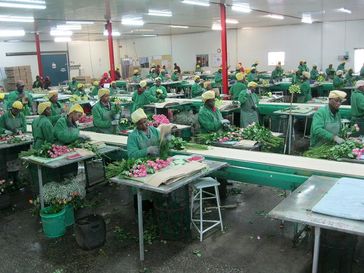Blumenindustrie in Afrika: 80 Prozent aller in Deutschland verkauften Rosen stammen aus der sogenannten "3. Welt."  Bild: ZDF und Steffen Bayer