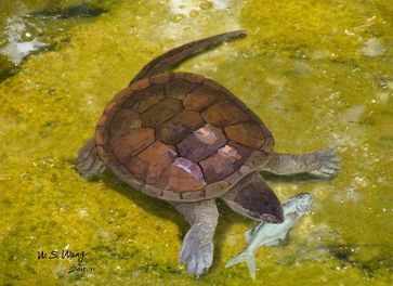 Lebendrekonstruktion der Schildkröte Xiaochelys ningchengensis im Süßwasser beim Erbeuten eines kleinen Fisches (Lycoptera), der in der gleichen Schicht gefunden wurde wie die Schildkröte. Quelle: Abbildung: W. S. Wang (idw)