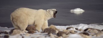 Eisbär bald ohne Scholle?!