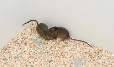 Urinproteine männlicher Mäuse sagen nichts über die Verwandtschaft aus, sondern sind wahrscheinlich eine Reaktion auf soziale Veränderungen. Quelle: Kerstin Thonhauser/Vetmeduni Vienna (idw)