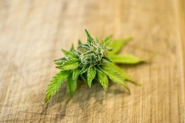 Cannabis – ist eine Legalisierung in Sicht?