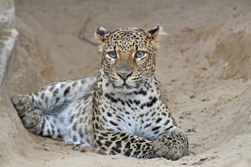 Java-Leopard (Panthera pardus melas).
Quelle: Foto: Kern C. / Tierpark Berlin (idw)