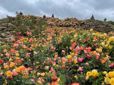 Der Rosenberg in voller Blütenpracht.  Bild: Schloss Dennenlohe Fotograf: Schloss Dennenlohe