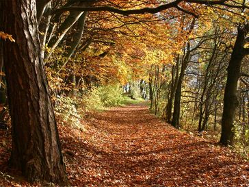 Herbst (Symbolbild)