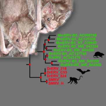 Vampirfledermaus, ERV Virusstammbaum.
Quelle: Foto: E. Lonza Rudio und ML Ojeda Mendez (idw)