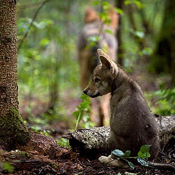 10.000 Euro Belohnung setzt der WWF für sachdienliche Hinweise aus. Bild: Wild Wonders of Europe /Sergey Gorshkov / WWF