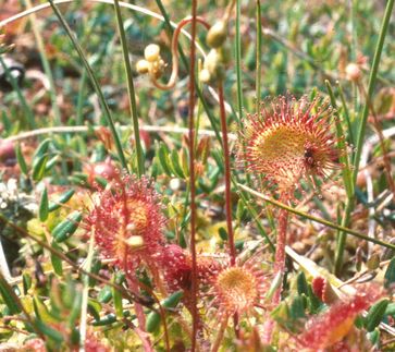 Rundblättriger Sonnentau am natürlichen Standort – Hochmoor im Nordschwarzwald