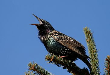 Star (Sturnus vulgaris)