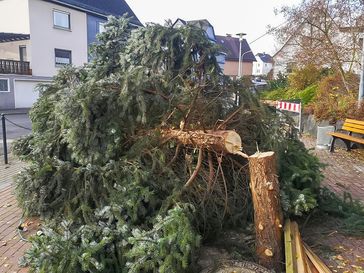 Unbekannte fällen Weihnachtsbaum in Dillenburg-Frohnhausen - Wer kann Angaben zu den Tätern machen? Bild: Polizei