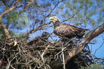 Seeadler mit Jungvogel im Horst.