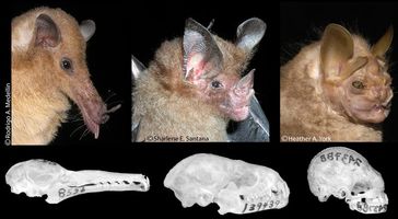 Blattnasenfledermäuse (Phyllostomidae)
Quelle: Fotos: Dumont et al. (idw)