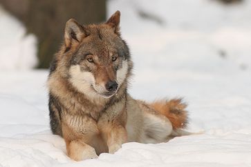 Wolf im Winter.