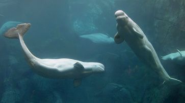 Belugas oder Weißwale (Symbolbild)