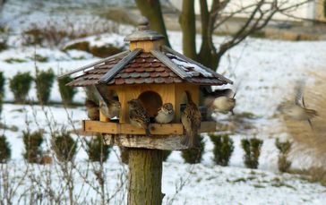 Spatzen an einem Vogelhäuschen