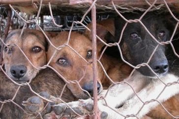 Hunde auf einem Markt für lebende Tiere in China. Dort werden jährlich 10 Millionen Hunde verzehrt. Der Tod der Tiere ist ein einziges Martyrium - er wird bewusst langsam und brutal herbeigeführt, in dem Glauben, dass die Qualen den Geschmack des Fleisches verbessern. Das angeblich "duftende Fleisch" der Hunde, aber auch das der Katzen, hat keinerlei wissenschaftlich nachgewiesene Eigenschaften, die sich auf die Gesundheit des Menschen positiv auswirken. Bild: "obs/AAF Animals Asia Foundation e.V."