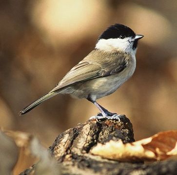 Sumpfmeise (Poecile palustris)