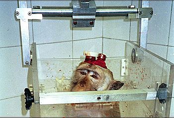 Affe mit Elektroden und Kopfhalter in einem Primatenstuhl. Bild: Ãrzte gegen Tierversuche - AESOP Project