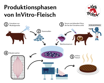 Produktionsphasen von In-Vitro-Fleisch /Laborfleisch: Auch dafür müssen Tiere nach wie vor abgeschlachtet werden.