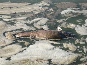 Fischsterben (Symbolbild)