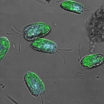 Algen – im Bild die Grünalge Tetraselmis suecica – können einen relativ hohen Anteil des Sonnenlichts in chemische Energie umwandeln. Bild: Dr. Emily Roberts)
