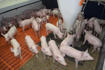 Schweinehaltung im Stall
Quelle: Universität Göttingen (idw)