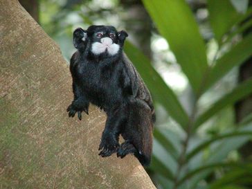 Schnurbarttamarine (Saguinus mystax) tragen entscheidend zur Ausbreitung der Samen des neotropischen Baumes Parkia panurensis bei. Quelle: Foto: Julia Diegmann, DPZ (idw)