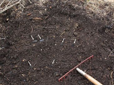 Selbst hergestellte Terra Preta: Gartenkompost mit Erde und Holzkohle (siehe Pfeile)