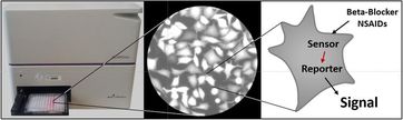 Das Prinzip der neuartigen Biosensoren: Die Rezeptorbindung der Pharmazeutika generiert unmittelbar ein Fluoreszenzsignal in den exponierten Zellen, dessen Intensität gemessen wird. Quelle: Abbildung: M. Frey (idw)