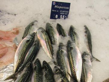 Makrelen in einem französischen Fischgeschäft
Quelle: (Foto: Jens Ulleweit/Thünen-Institut) (idw)