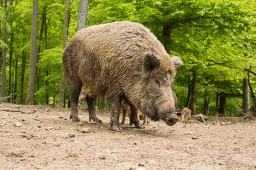 Ausgewachsenes Wildschwein