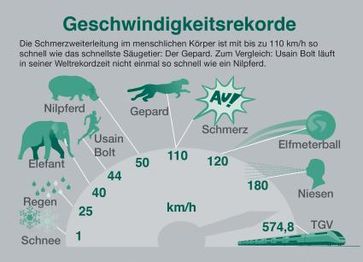Die Schmerzweiterleitung im menschlichen Körper ist mit bis zu 110 km/h so schnell wie das schnellste Säugetier: Der Gepard. Bild: "obs/Bayer HealthCare Deutschland"
