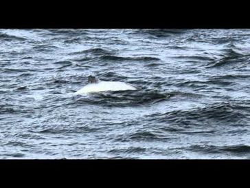 Screenshot aus dem Youtube Video "WeiÃer Schweinswal - kleine Sensation - die erste Videoaufnahme eines weissen Schweinswales Ostsee"