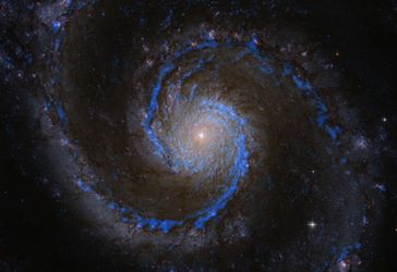 Molekülwolken in der Whirlpool-Galaxie. In blau Wasserstoffmoleküle in M51 (Rohmaterial für die Ster
Quelle: Bild: PAWS team/IRAM/NASA HST/T. A. Rector (University of Alaska Anchorage) (idw)