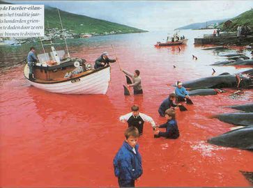 Färöer-Walmord überschattet Rettungsversuche angestrandeter Meeressäuger (Foto: FX Pelletier) Bild: WDSF (pressrelations)