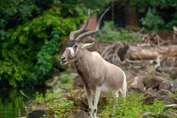 Bild: Verband der Zoologischen Gärten (VdZ) Fotograf: Erlebnis-Zoo Hannover, T. Henke