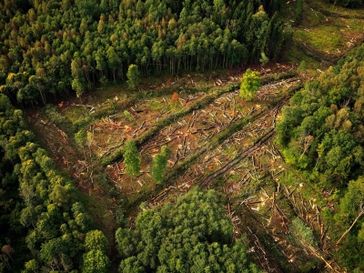 Rodung von Naturschutzgebiet: Wälder werden abgeholzt für neue Windkraftanlagen. (Symbolbild)