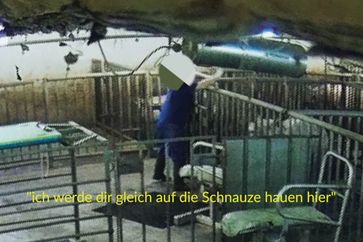 Bild: Deutsches Tierschutzbüro