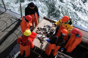 Um Fangquoten festzulegen, die langfristig den größtmöglichen Ertrag bringen können, waren bisher aufwendige Forschungen wie hier bei einer fischereibiologischen Ausfahrt des Forschungsschiffes ALKOR im März 2012 nötig. Dr. Rainer Froese und Dr. Steven Martell stellen jetzt eine Methode vor, die auf einfach zugängliche Daten zurückgreift.
Quelle: Foto: M. Nicolai, GEOMAR (idw)