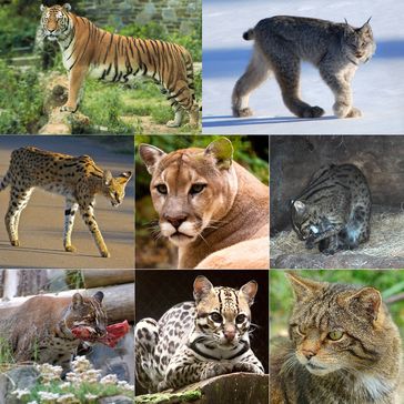 Verschiedene Arten der Katzen (Symbolbild)