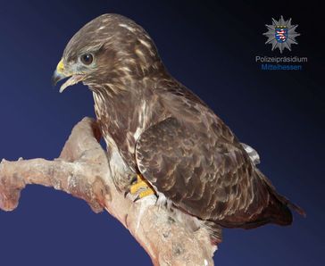 Bussard