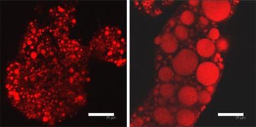 Akkumulation von Fetttreihen (rot) im Speicherfettgewebe von Fliegen, deren Fettmobilisierung blockiert ist (rechts) im Vergleich zu dem normaler Fliegen (links). Bild: Ronald P. Kühnlein