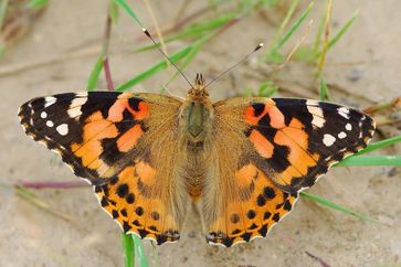 Einem internationalen Autorenkollektiv ist es jetzt durch die Hilfe hunderter Naturbeobachter gelungen, bisher unbekannte Details der Wanderungsbewegung des Distelfalters (Vanessa cardui) zu enthüllen.
Quelle: Foto: Erk Dallmeyer (idw)